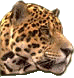 jaguar.gif